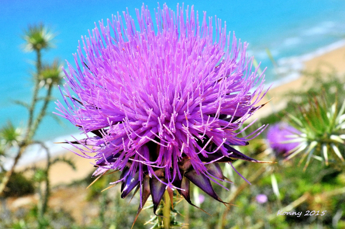 thistle flower near the sea 