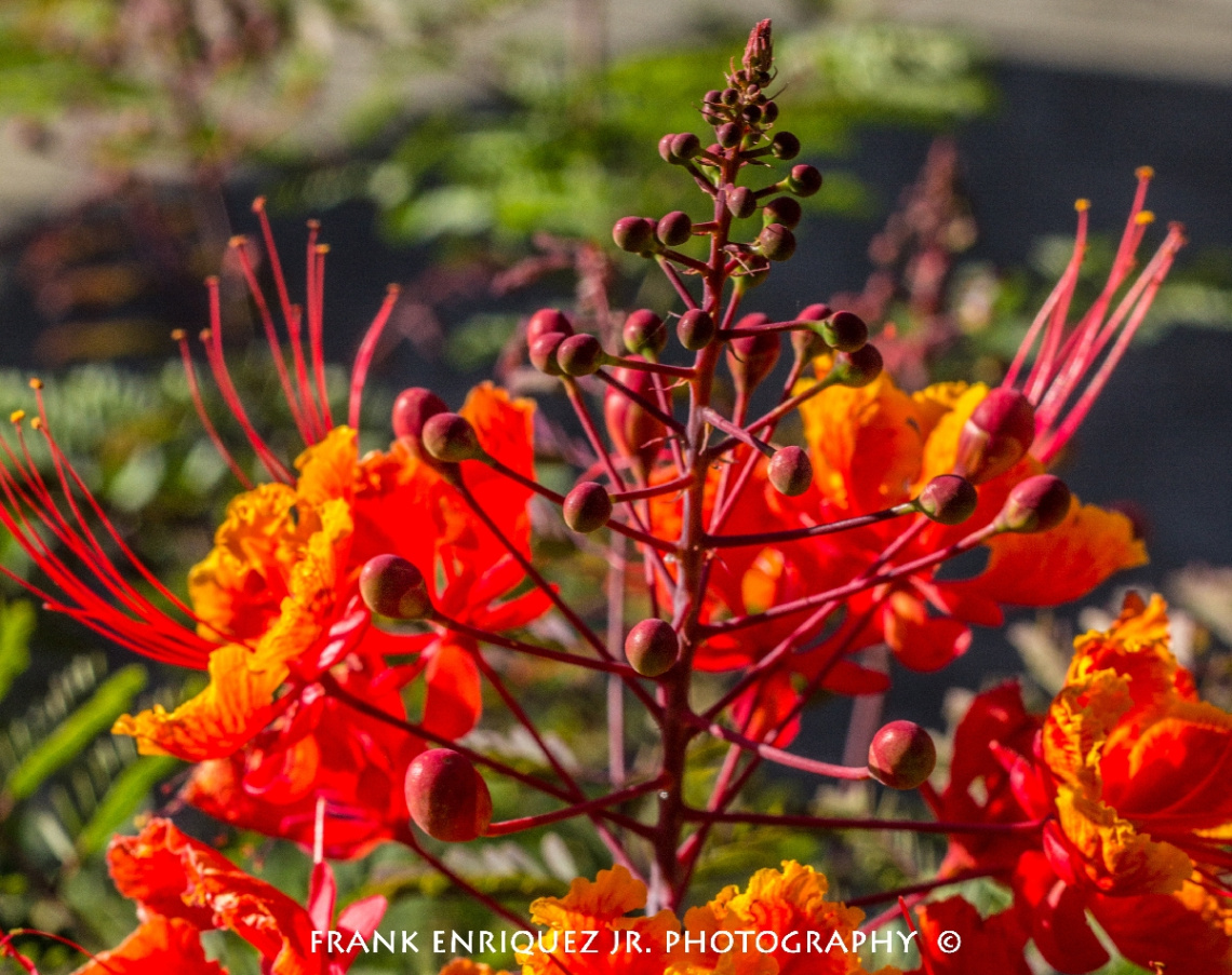 Arizona Bird of Paradise Flower