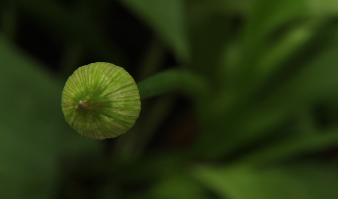 A Single Green