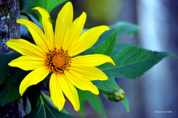 Yellow beauty