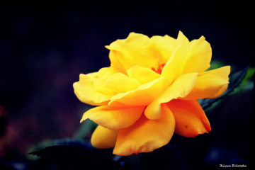 Yellow Rose