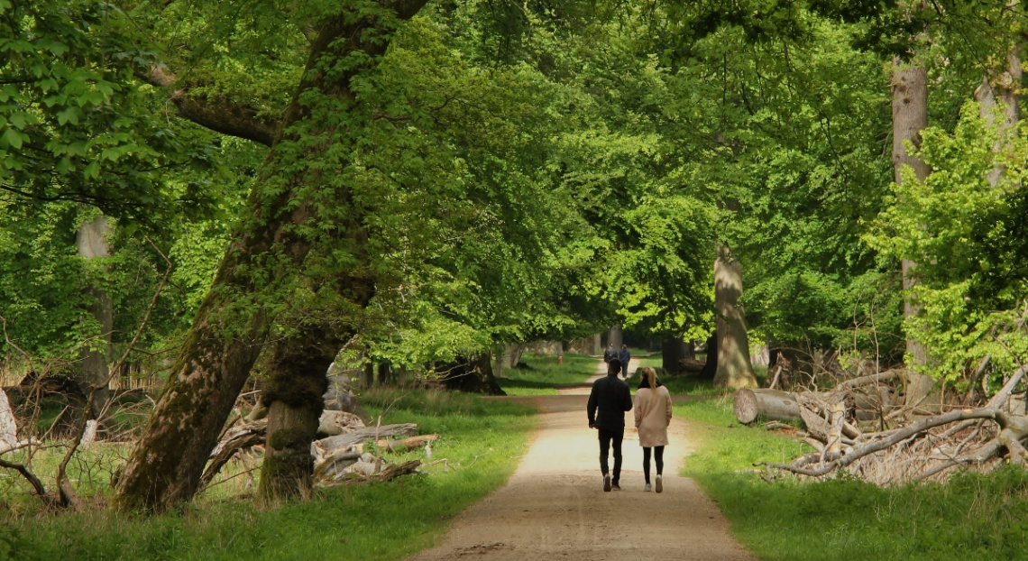 A Walk In The Beech Forest