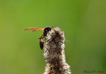 Wasp