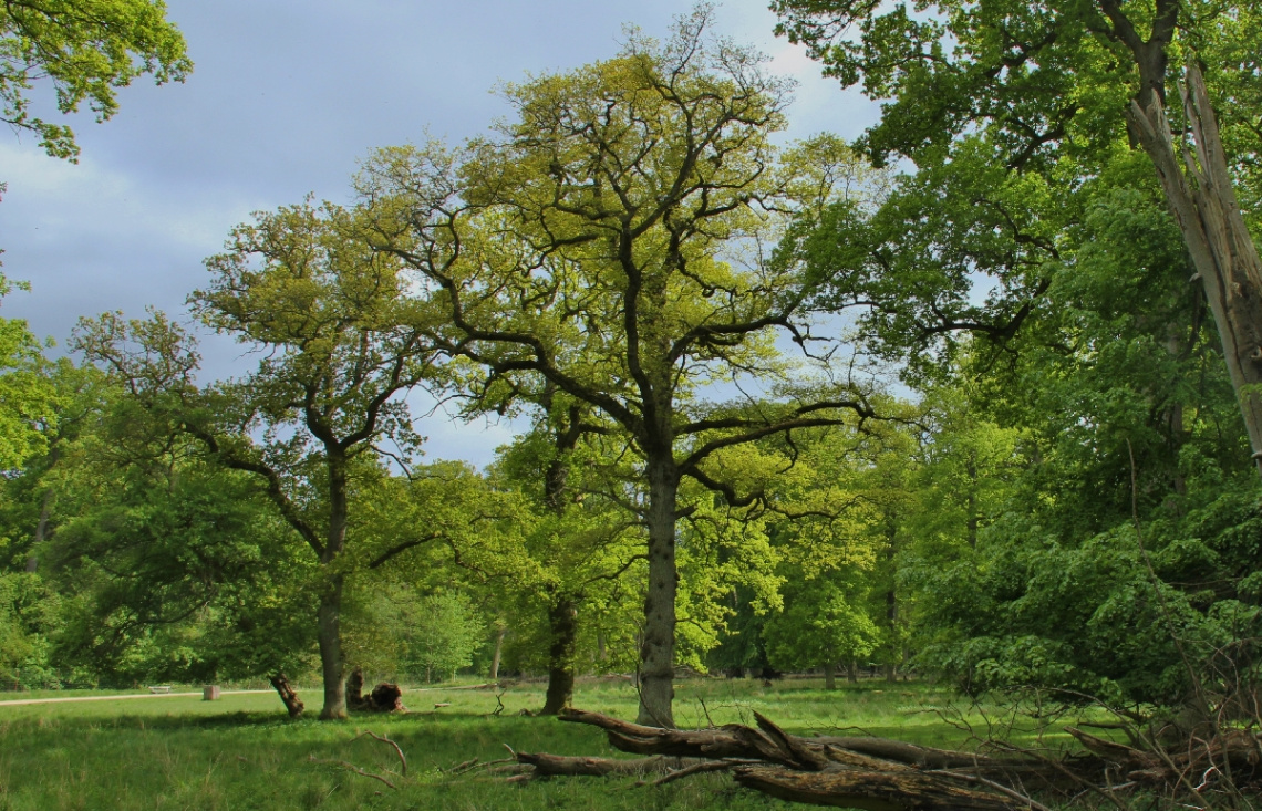 The Beech Forest