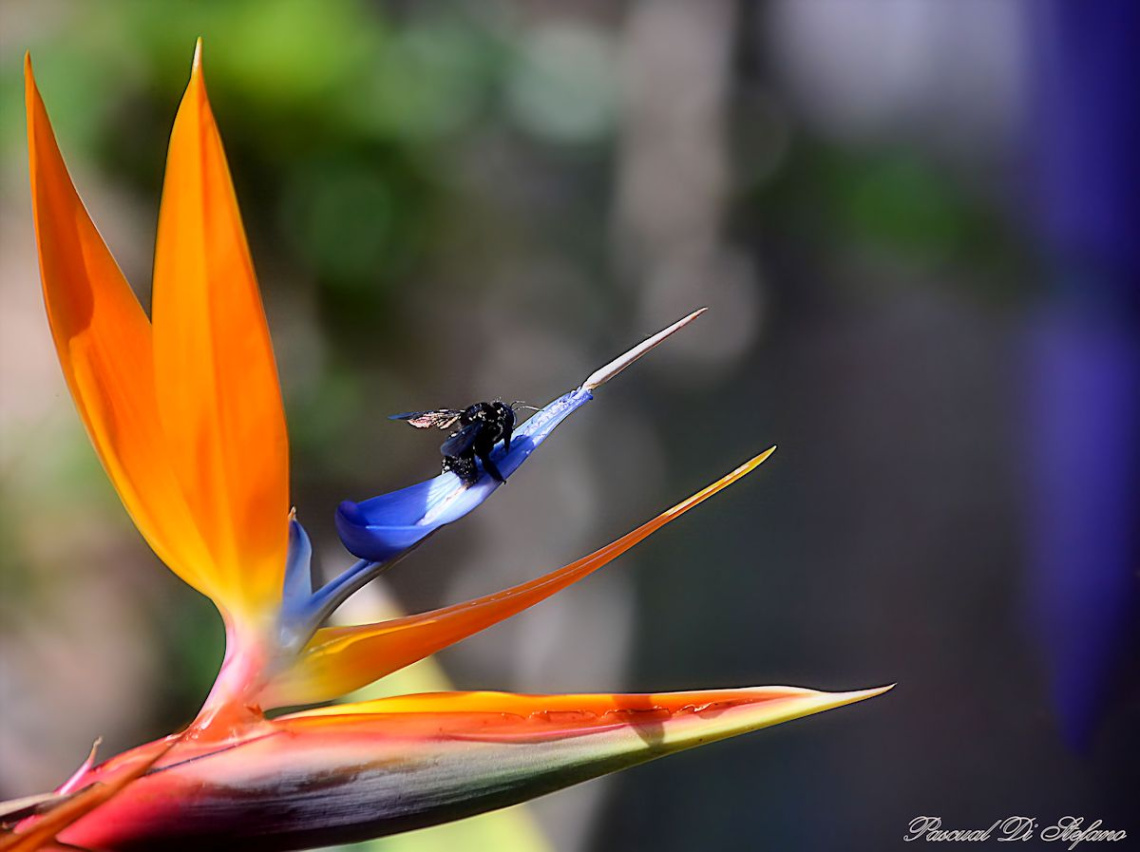 Strelitzia II