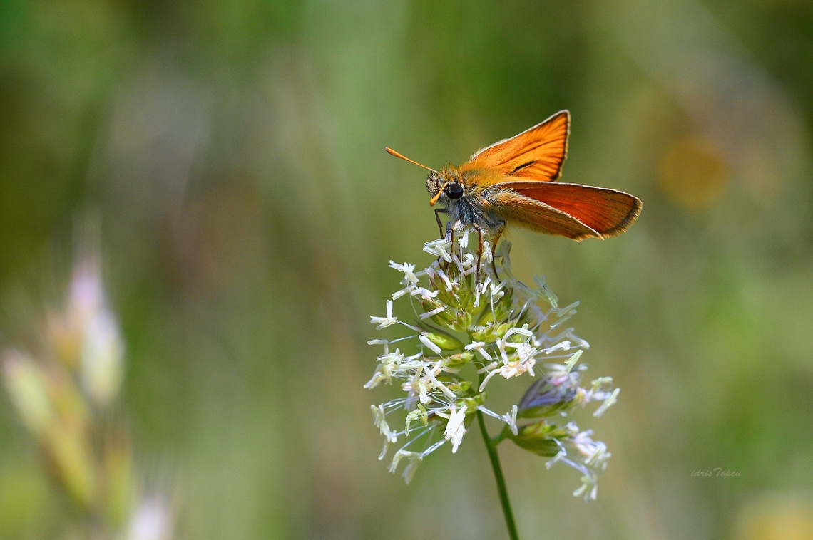 MİNİ MİNİ YAŞAMLAR (059) ...........
