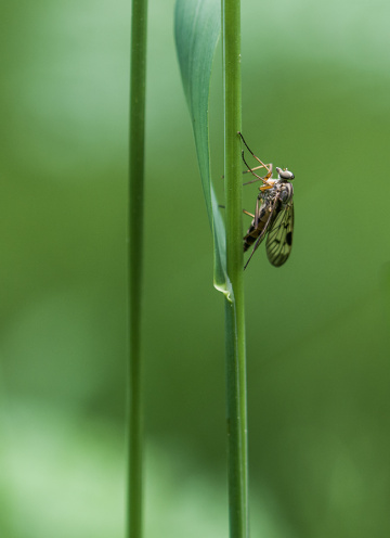 Rhagio scolopaceus