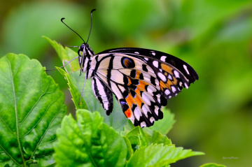 Above leaf