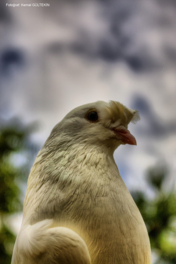 PAÇALI