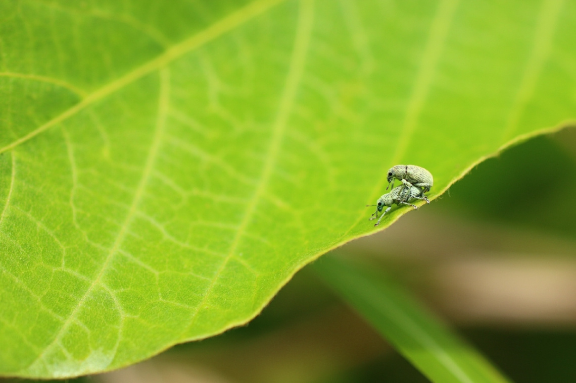 on the edge of the leaf