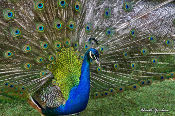 Tavus