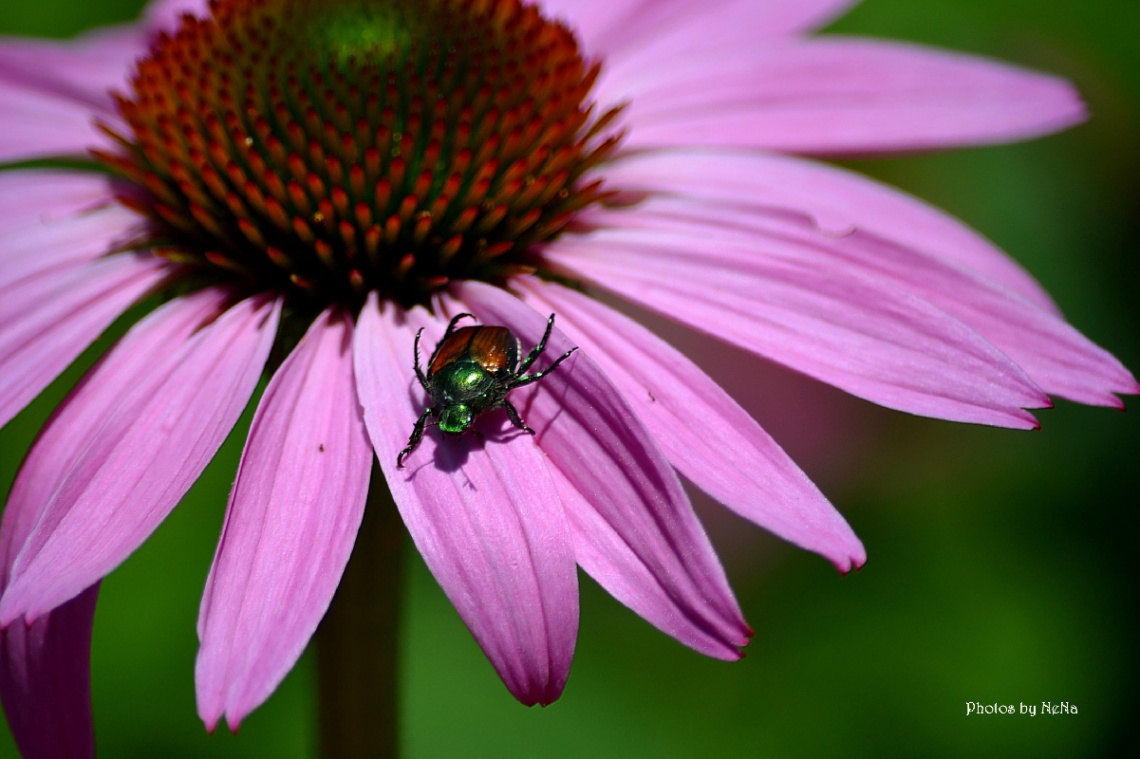 Mini beetle