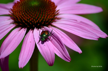 Mini beetle