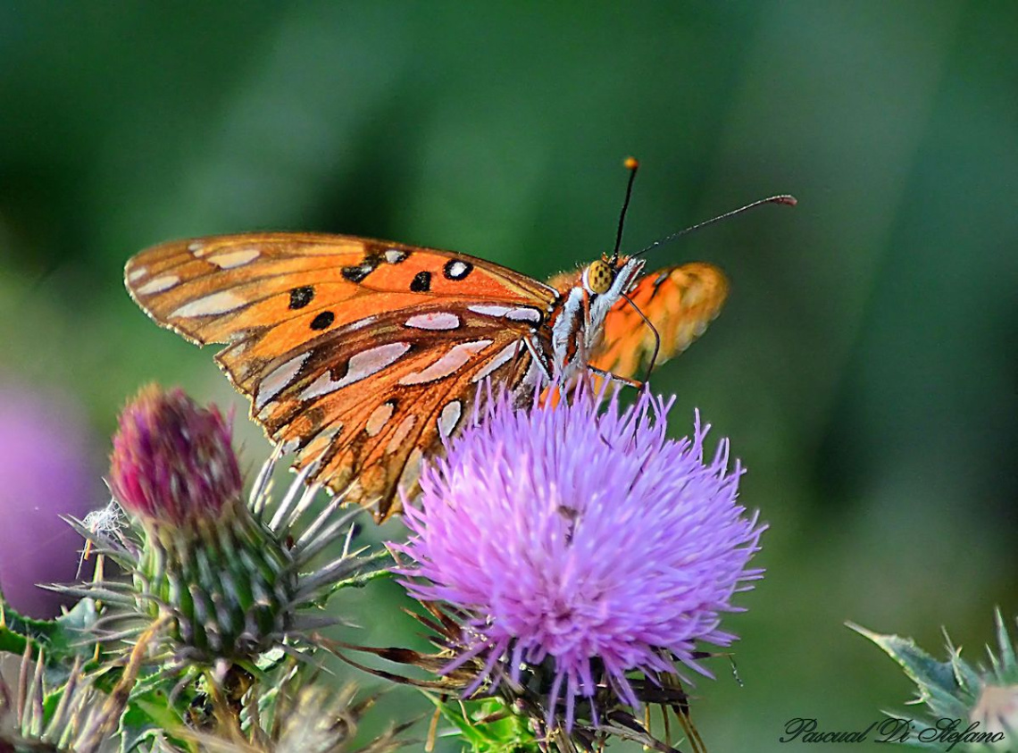 Orange Butterfly