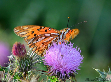Orange Butterfly