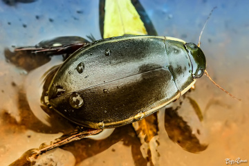 Dytiscus marginalis