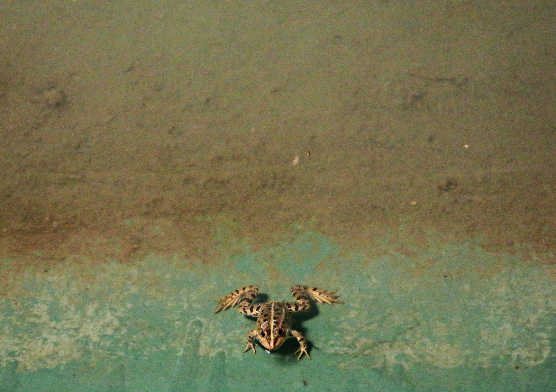 prens frog