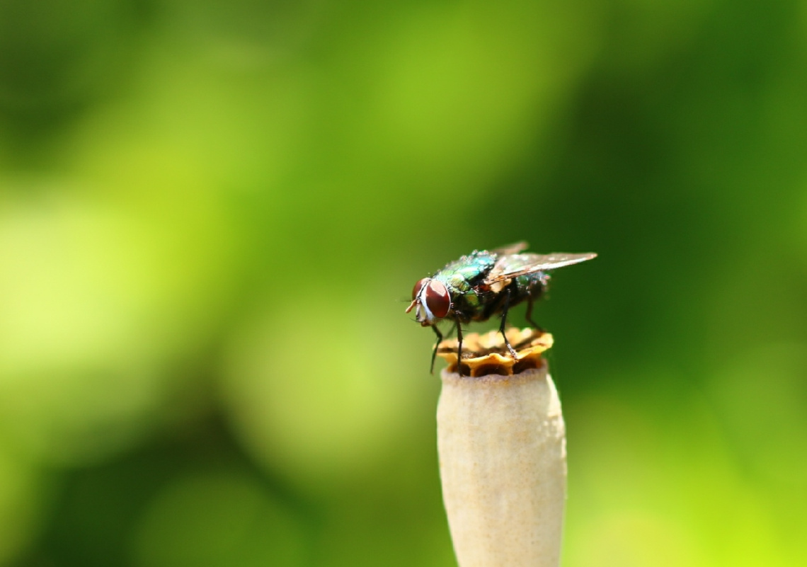 fly