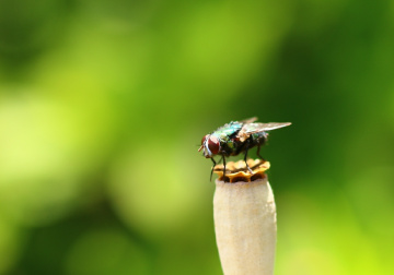 fly