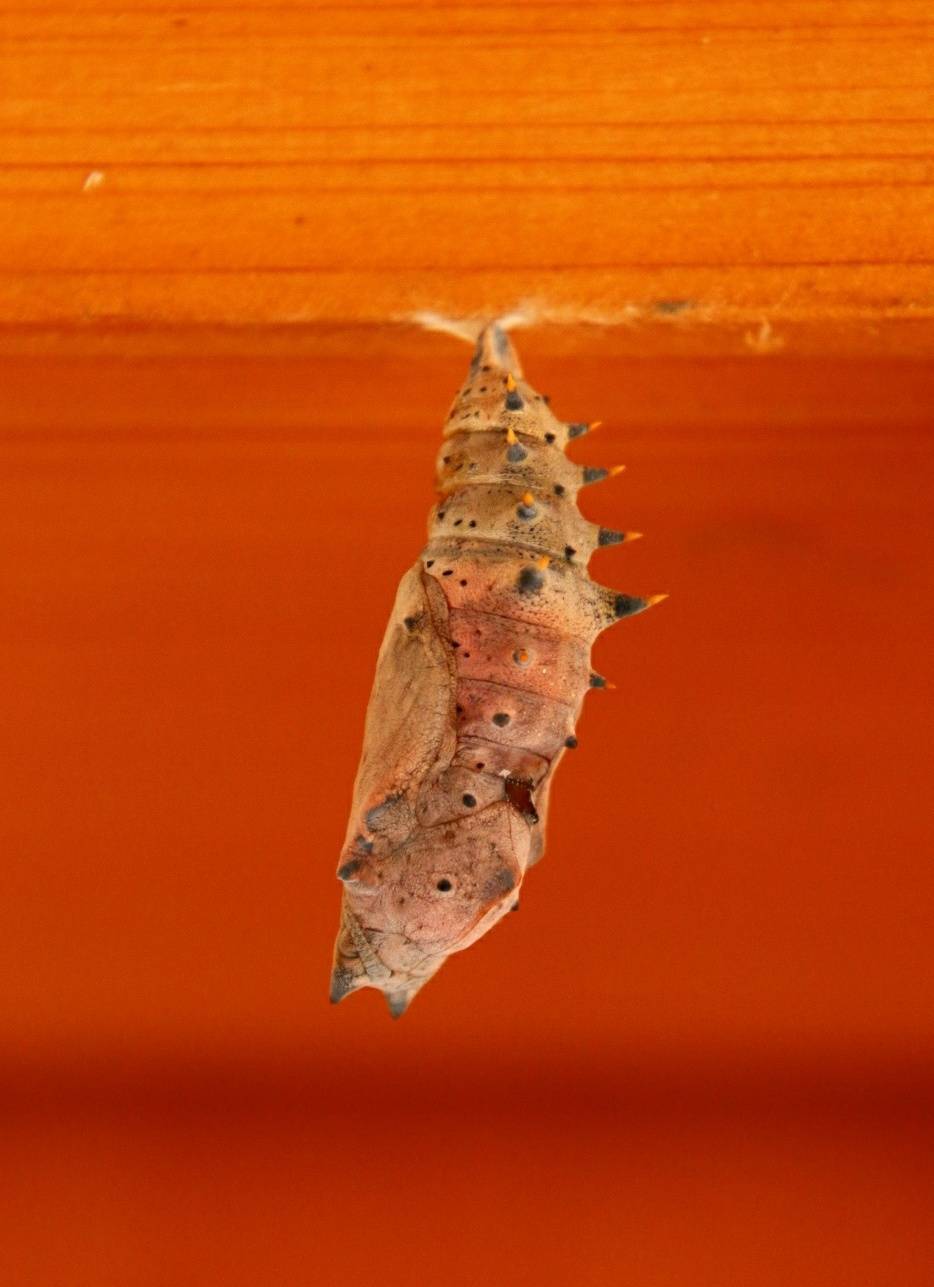 chrysalis