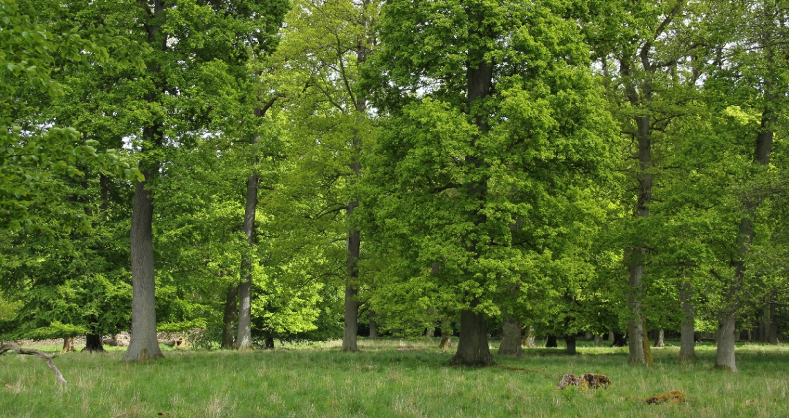 The Beech Forest