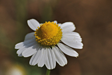 Papatya