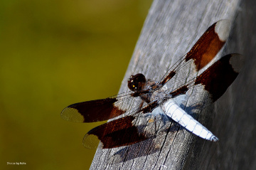 Common whitetail