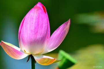  Lotus button