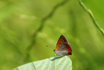small butterfly