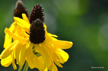 Simply yellow