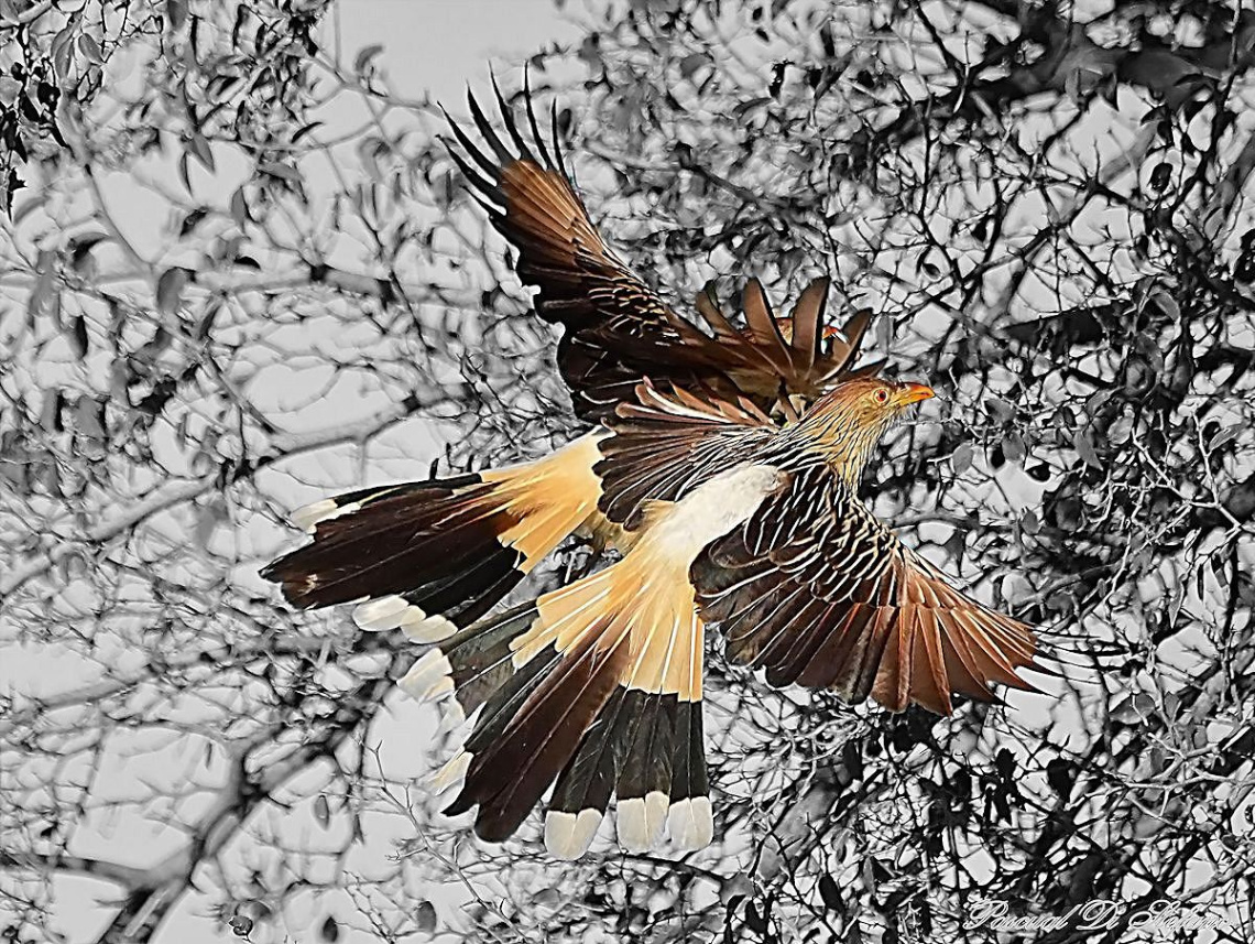 Twin Flight