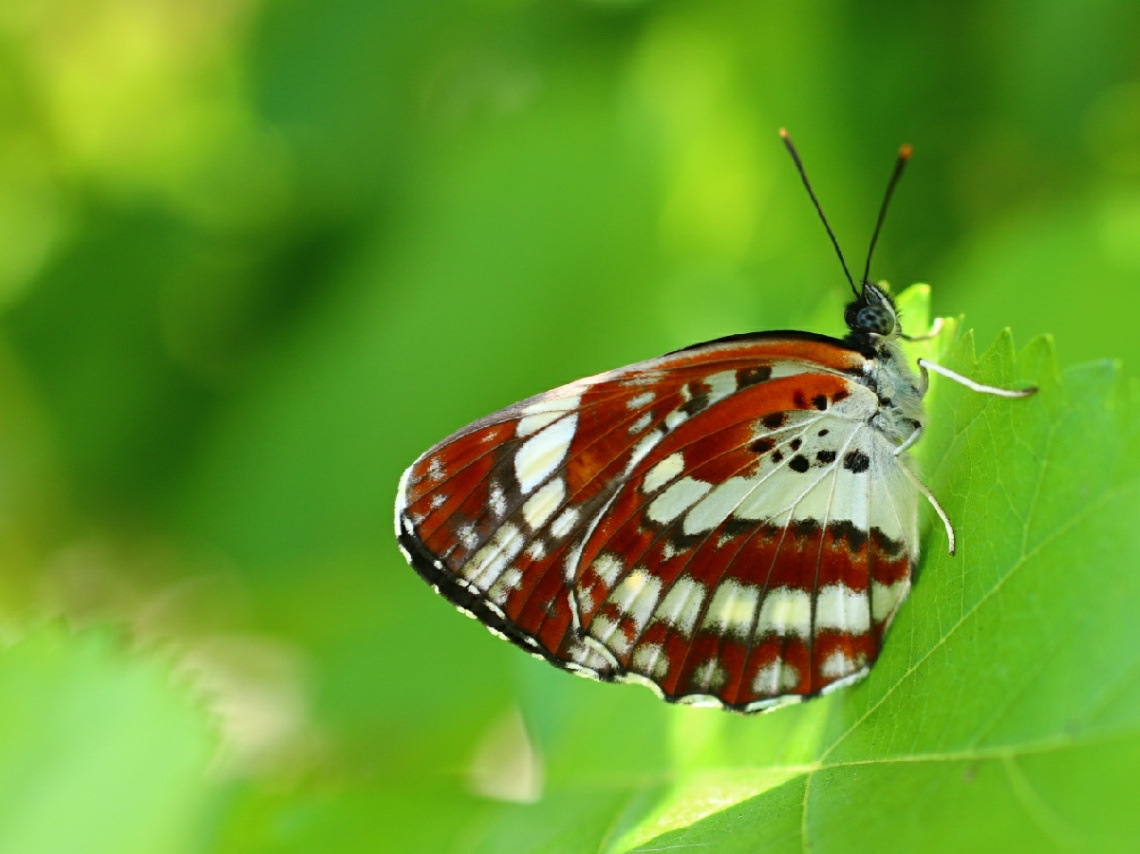 butterfly