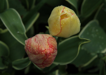 Two