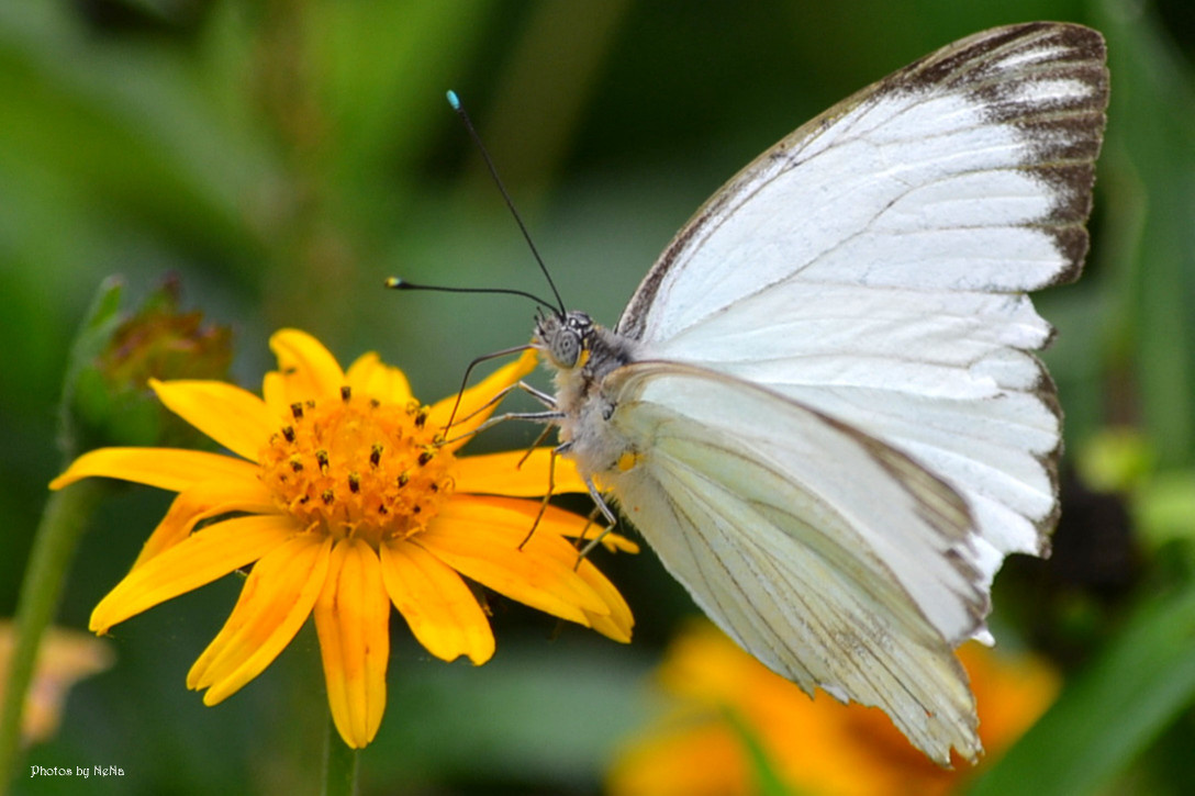 White butterfly