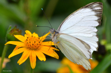 White butterfly