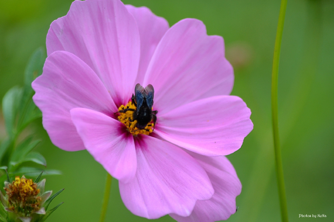 Nectar