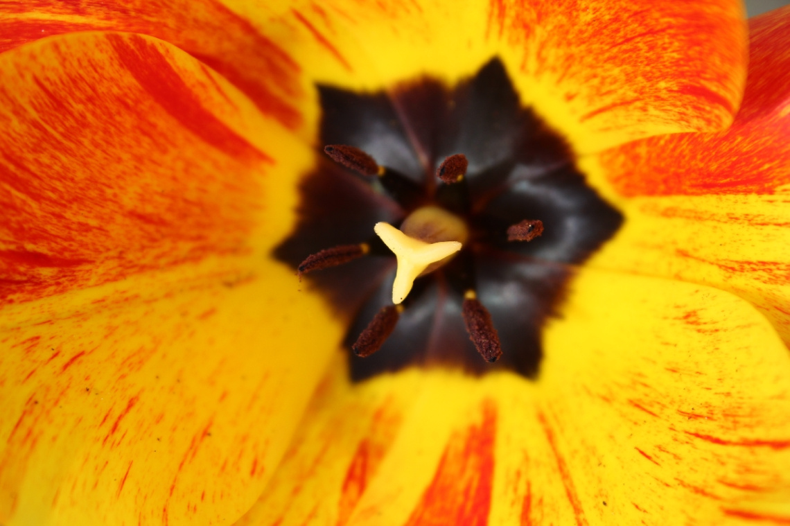 Tulpe