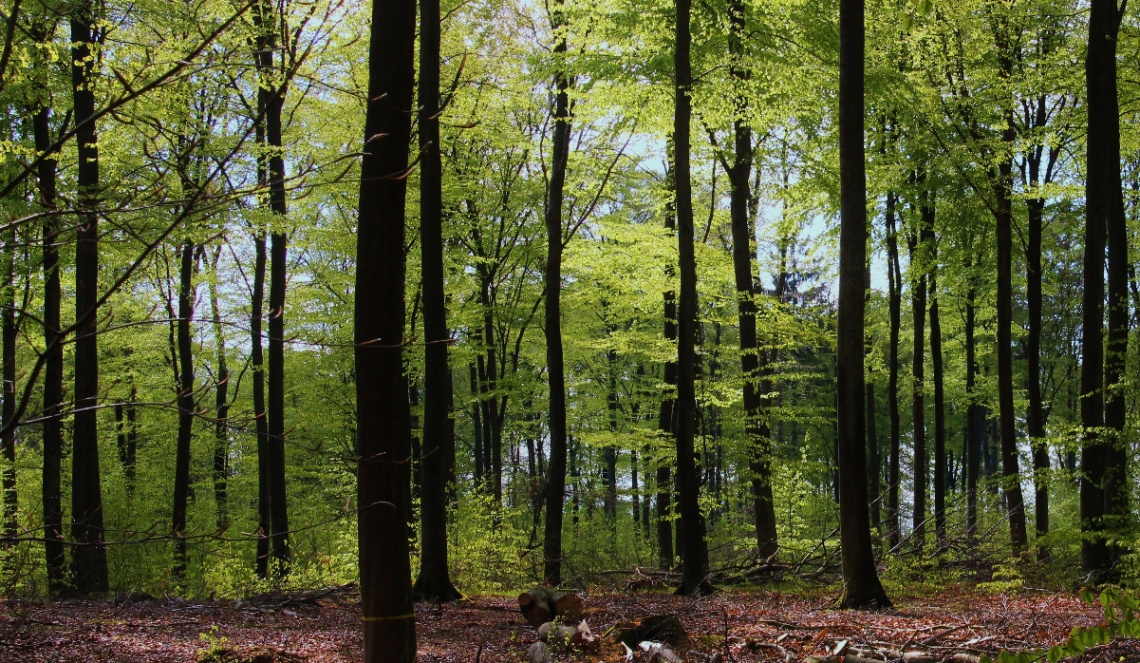 The Beech Forest