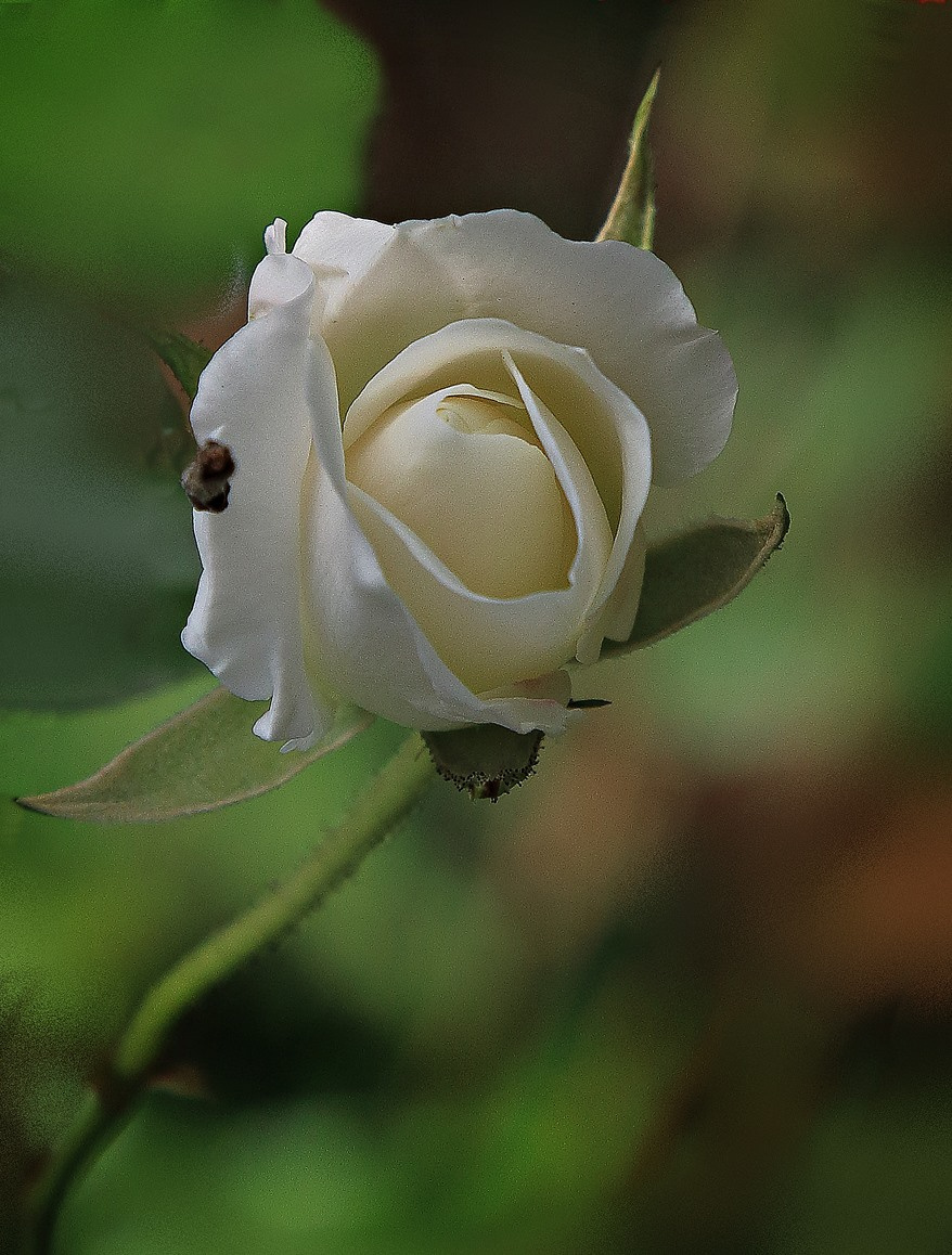 Beyaz Gül