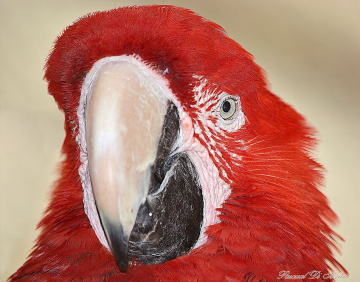 Marvel in red