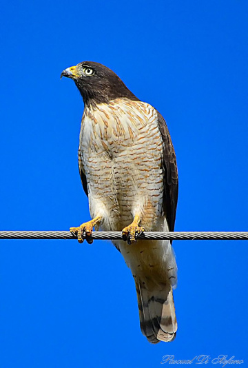 Gavilán II
