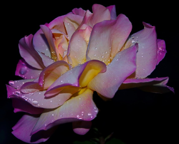 Rose at night
