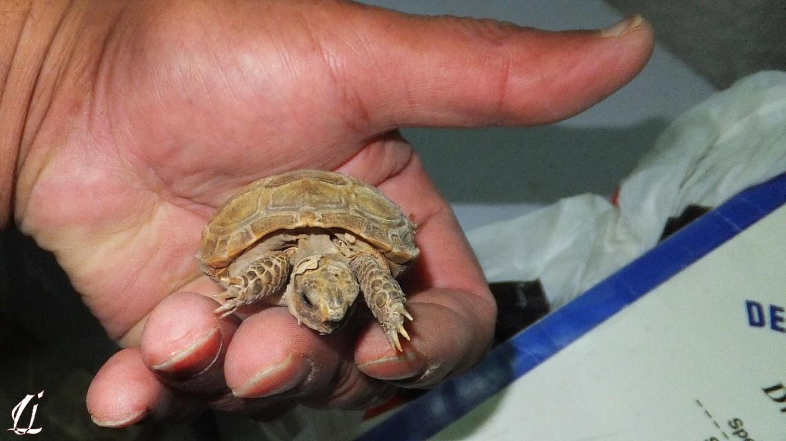 baby tortoise