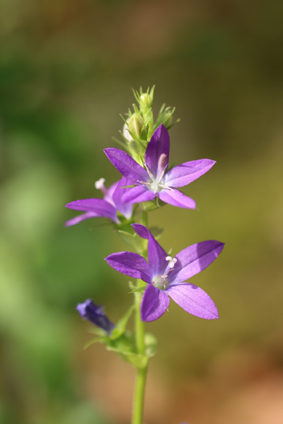 small flowers