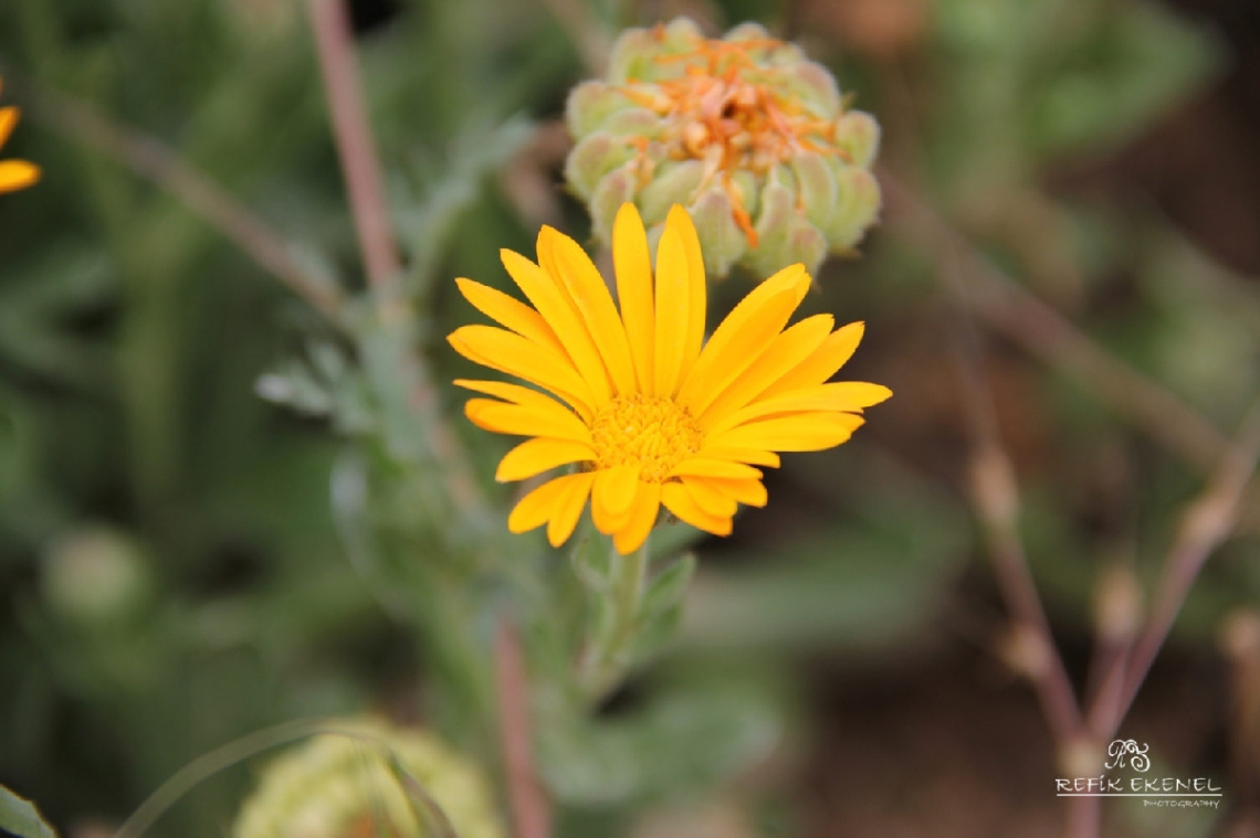 Sarı Çiçek