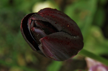 Drops On A Tulip