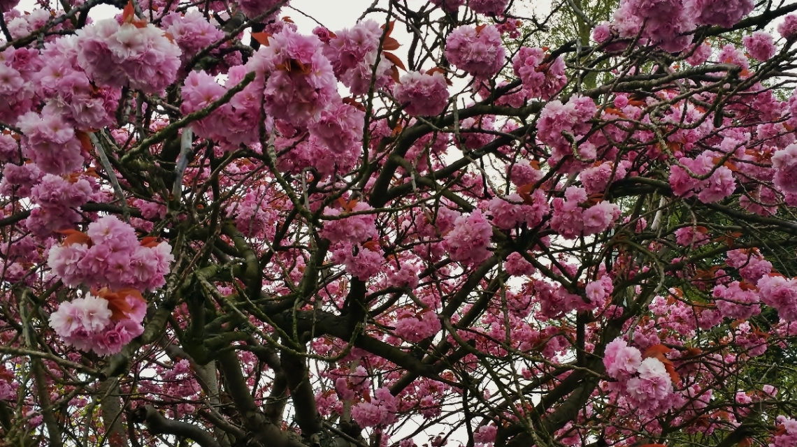 On My Walk