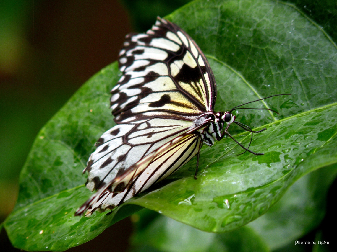 Idea leuconoe