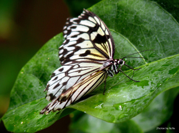 Idea leuconoe