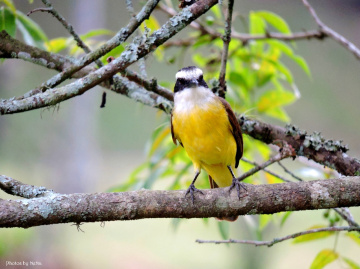 Pitangus sulphuratus